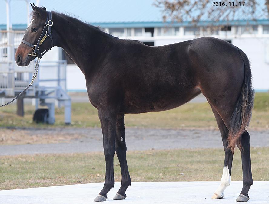 サラブレッドセール上場予定馬情報＆牧場別繋養馬情報