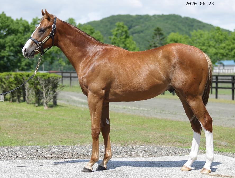 サラブレッドセール上場予定馬情報＆牧場別繋養馬情報